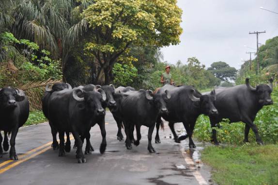 Manada de búfalos em estrada da Ilha de Marajó - PA